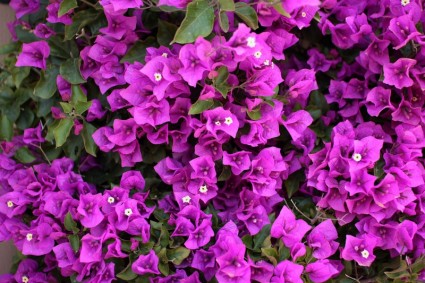 葉子花的紫色花朵