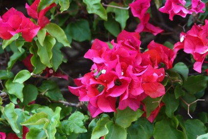 Bougainvillea dengan bunga-bunga merah