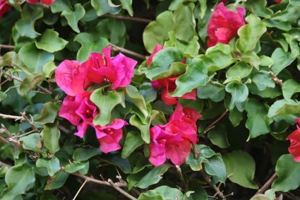 부겐빌레아 붉은 꽃