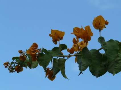 laranja amarelo de buganvílias