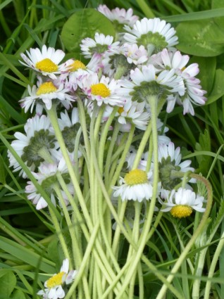 Bouquet Bunga daisy