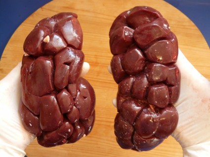 Bovine Kidney Meat Beef