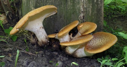 suporte de fungos cogumelos cogumelos