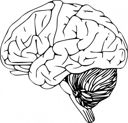 clip art de cerebro
