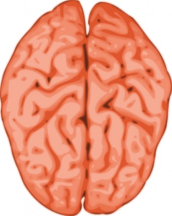clip art de cerebro