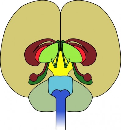 ClipArt di cervello vista frontale