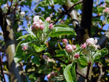 bud de rama apple blossom