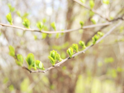 cabang bud musim semi