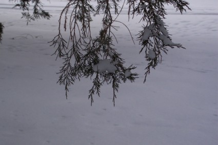 branche en hiver