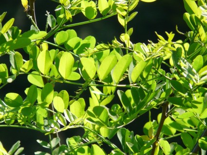 rama de hojas de arce común