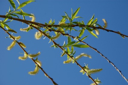 Primavera de árvore ramo
