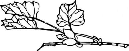 rama con clip art de flor