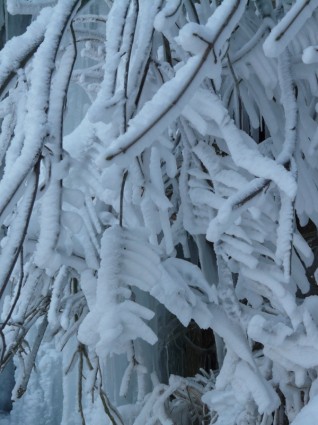 gelée blanche esthétique de branches