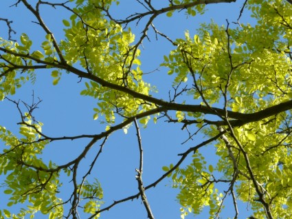 cabang robinia musim semi