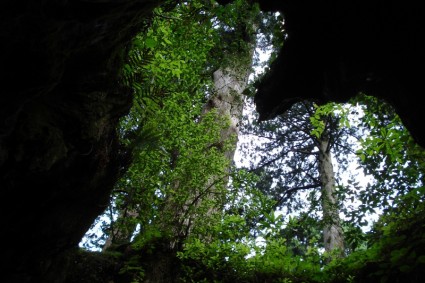 grotte d'arbre branches