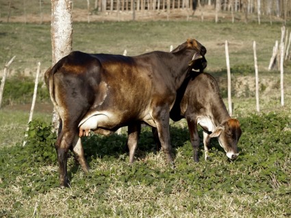 ブラジルの動物を牛します。