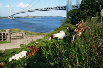 橋のヤギの自然