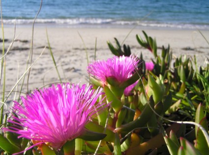 яркие цветы amp пляж