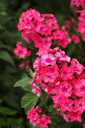 flores de color rosa brillante