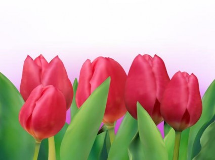 vector tulip brilhante