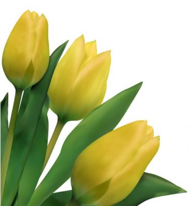 vector de tulipanes brillantes