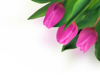 Bright Tulips Vector