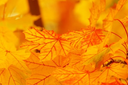 daun-daun kuning cerah