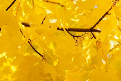 明亮的黄色树叶