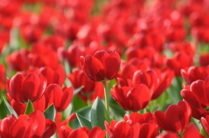 foto hd brillante tulipano