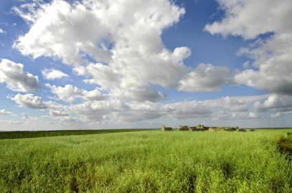 広い草原の hd 画像