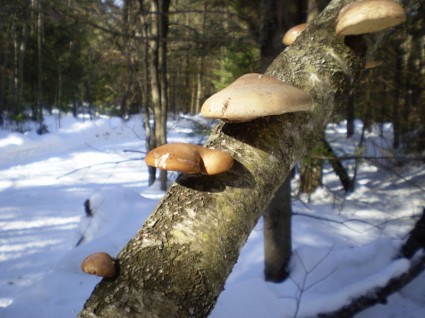 brochette 的蘑菇