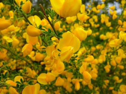 fleur de genêt jaune