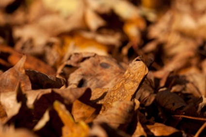 las hojas de otoño marrón