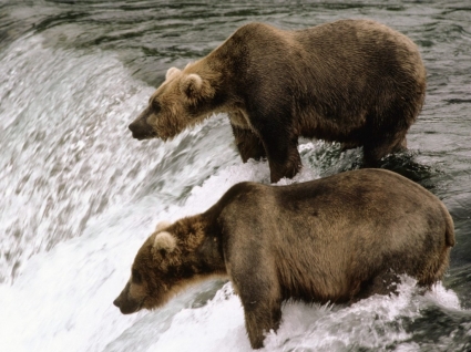 fond d'écran ours brun porte animaux