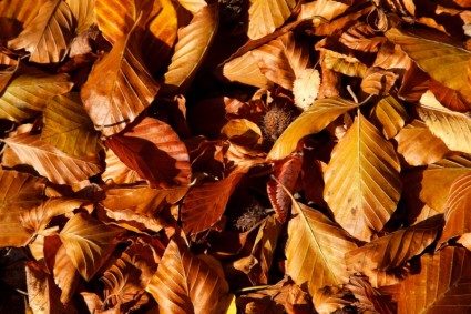feuilles de hêtre brun