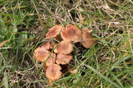 grzyby brązowy trawa