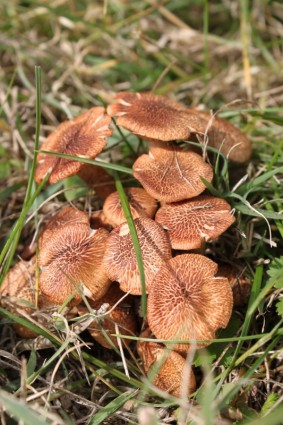 herbe de champignons bruns