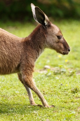 коричневый кенгуру