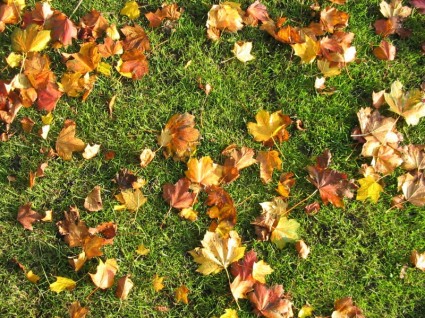 brązowe liście na trawie