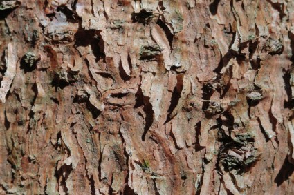 茶色の木の樹皮