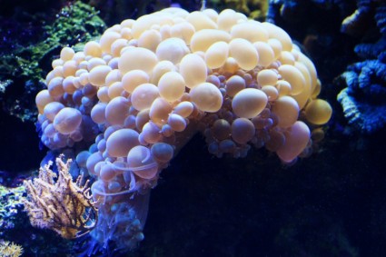 coral de bolha