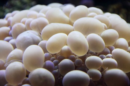 coral de la burbuja