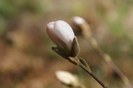 Bud thực vật mùa xuân