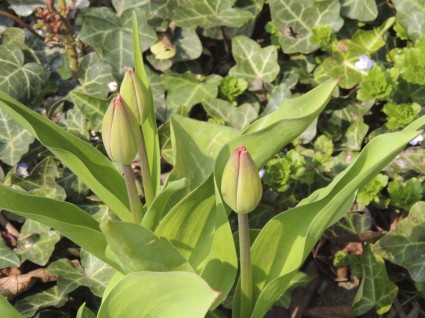 Bud tulip màu xanh lá cây