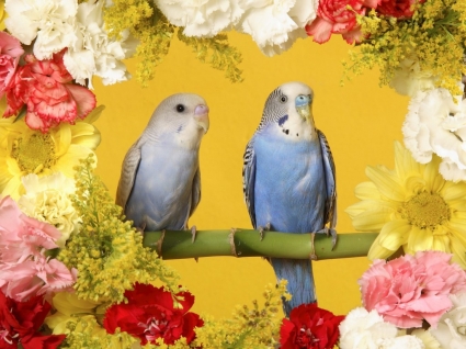 попугайчики обои птицы животных
