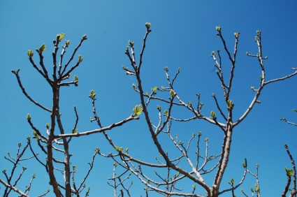 arbre branche bourgeons
