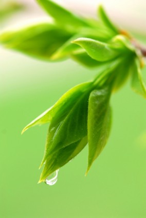 foglie verdi germogli e foto ad alta definizione di rugiada closeup