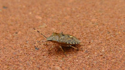 animal de naturaleza Bug