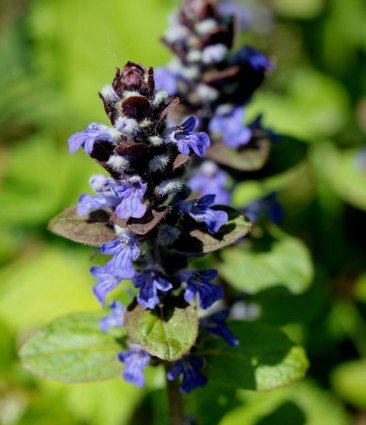 Bugle blu fiore fiore appuntito