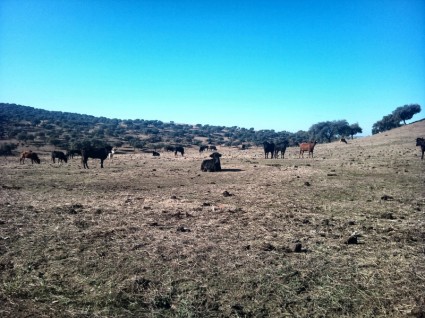 campo de touros